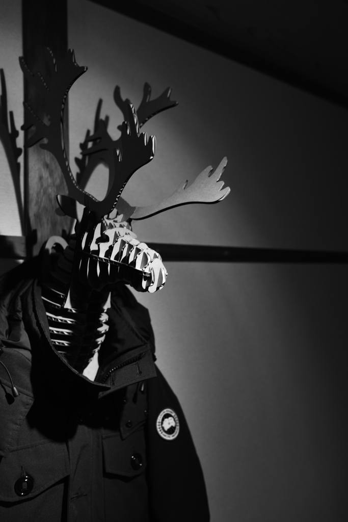 Deer