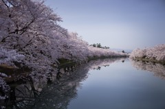 sakura