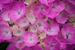 紫陽花