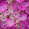 紫陽花