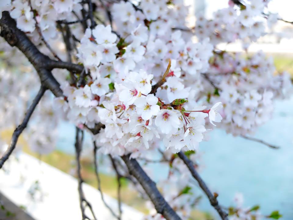 sakura
