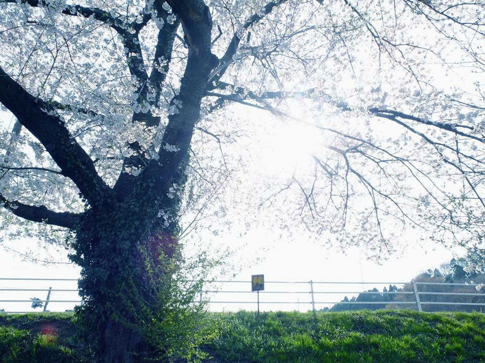 sakura