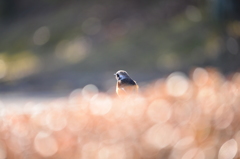 写真７6 001