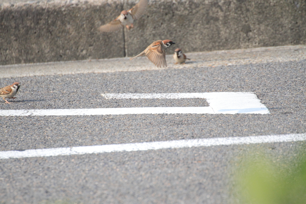 スズメの滑走路
