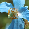 ヒマラヤに咲く青いケシの花