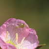 花弁に隠れているクモ