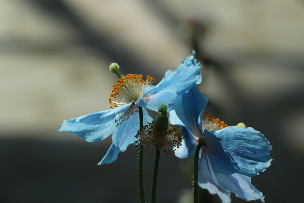 ヒマラヤに咲く青いケシの花