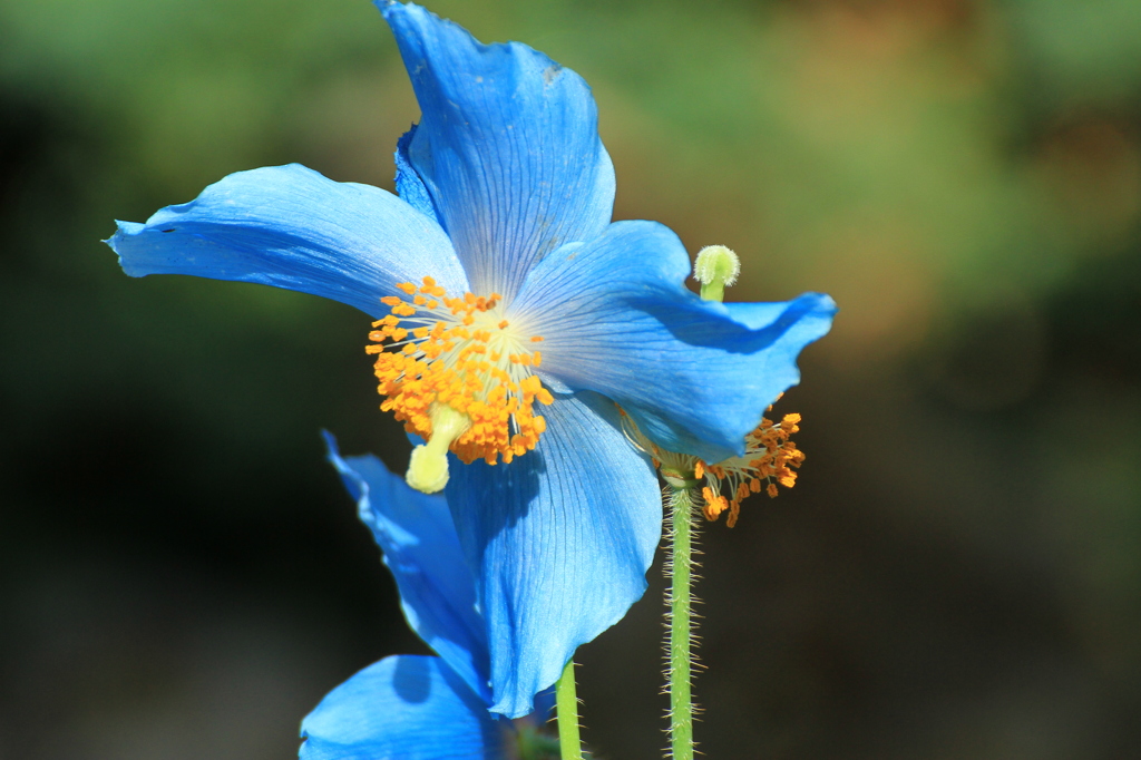 青いケシの花