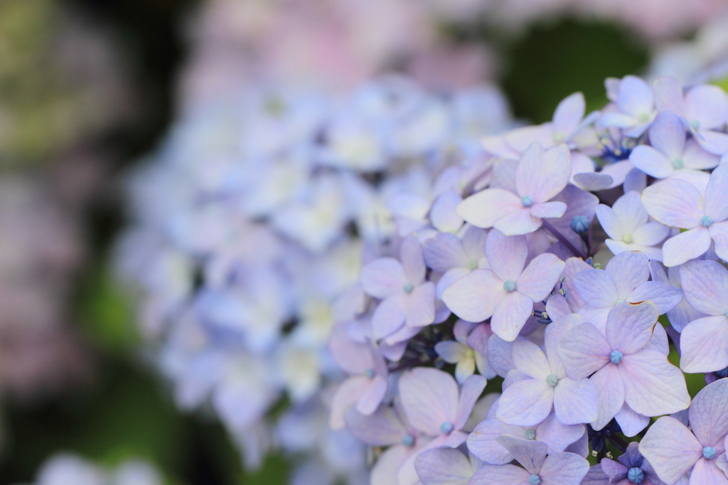 ブルーの紫陽花