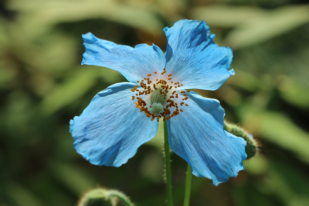 ヒマラヤに咲く青いケシの花