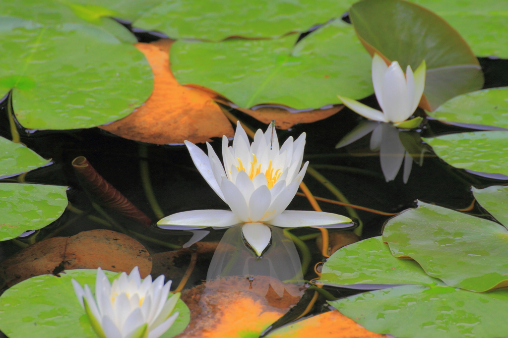 よく見たら蓮の花にイトトンボ