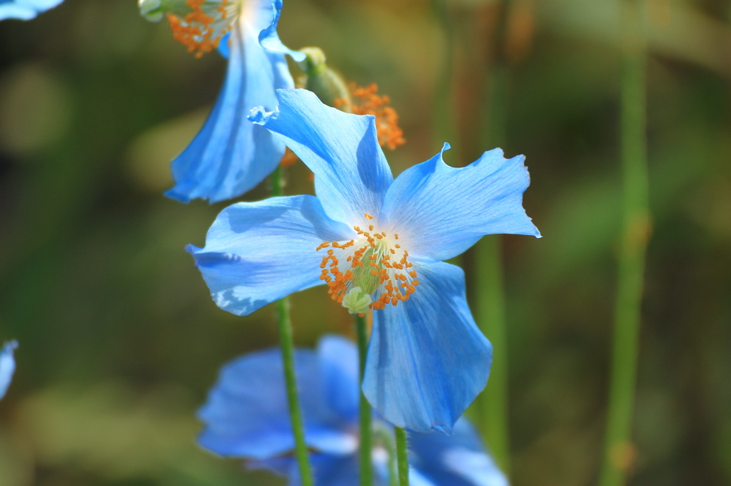 ヒマラヤに咲く青いケシの花