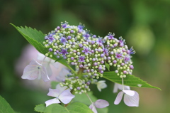 可憐な紫陽花