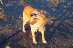 はしゃぐ愛犬