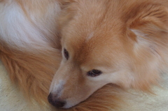 丸くなる犬