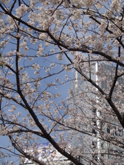 4/1、午後の竹橋