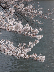 4/1、午後の竹橋