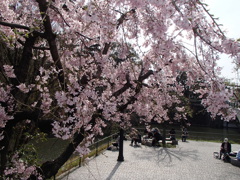 4/1、午後の竹橋