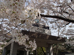 4/1、午後の竹橋