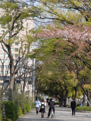 4/9、午後の竹橋