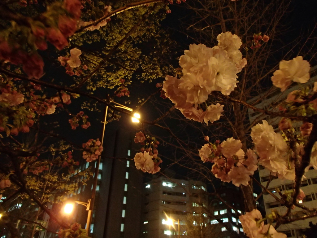 神田橋、3月31日