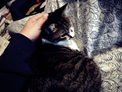 コタツでお酒と猫