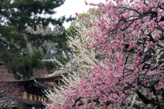 北野天満宮