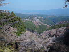 吉野の桜