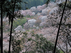 吉野の桜_上千本