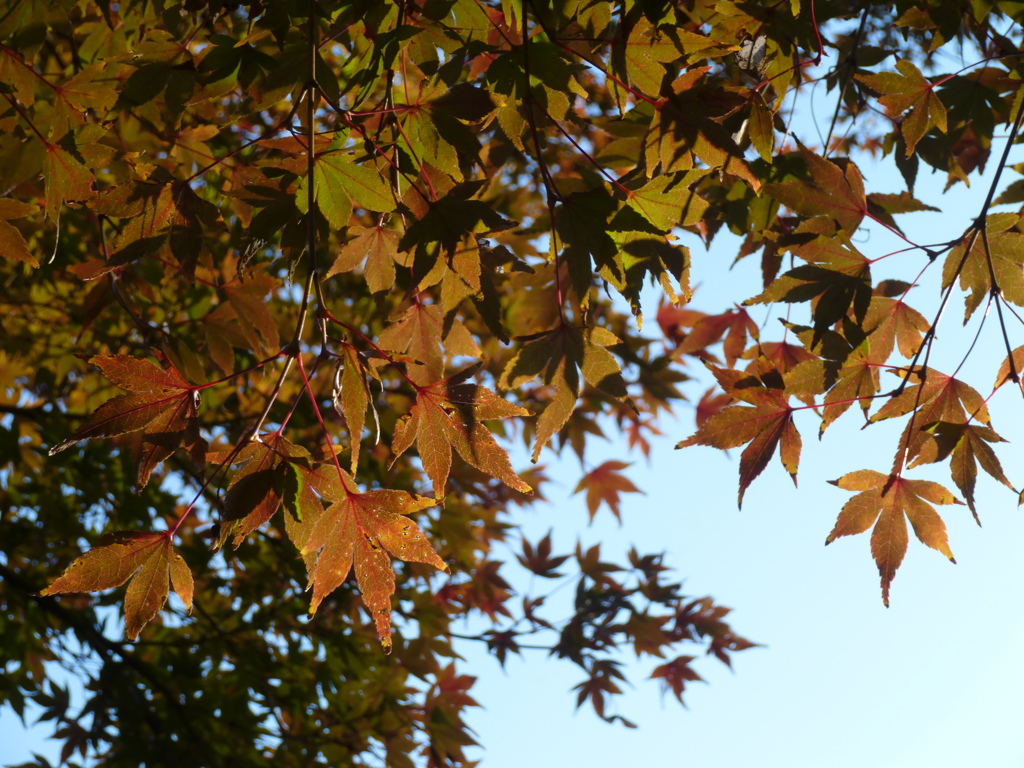 六義園 紅葉2013