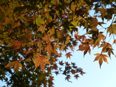 六義園 紅葉2013