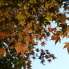 六義園 紅葉2013