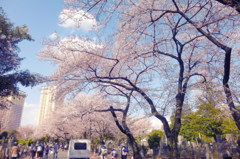 谷中霊園のさくら