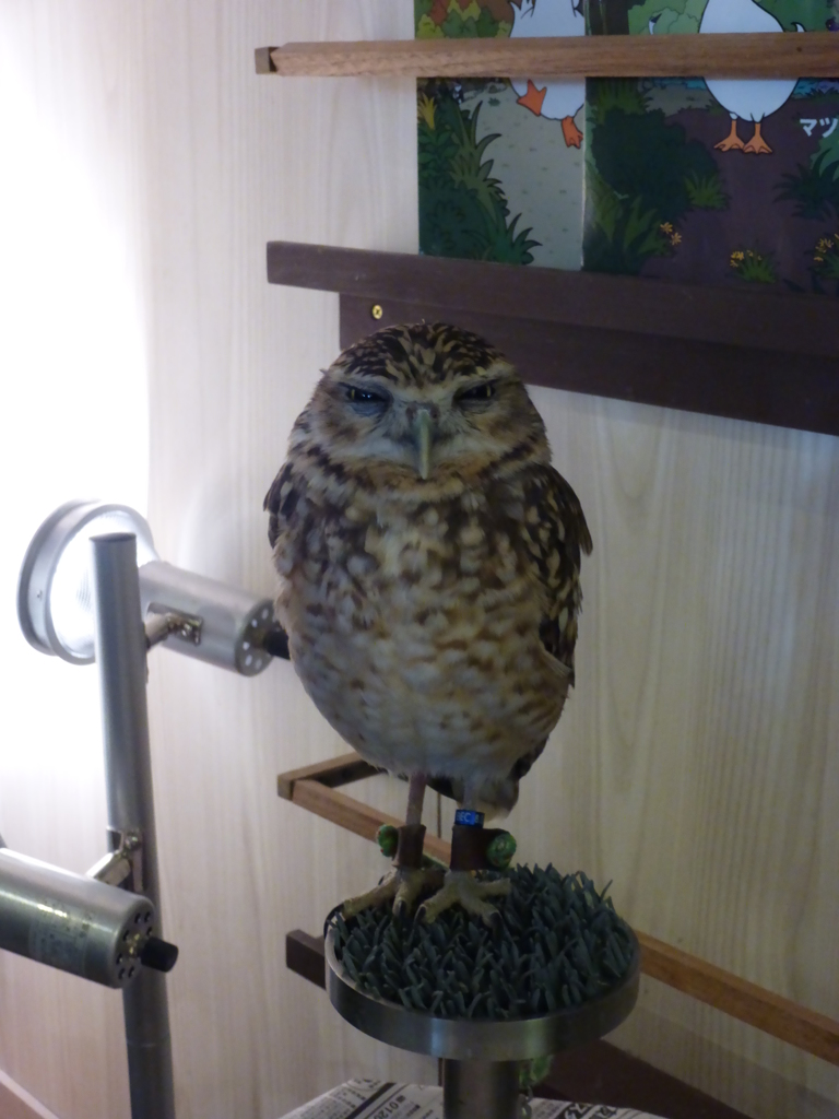 なんともいえないこの表情