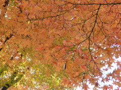 六義園 紅葉2013