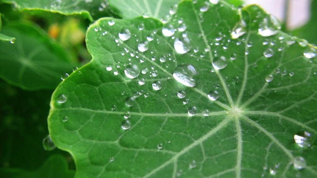 葉っぱと雫