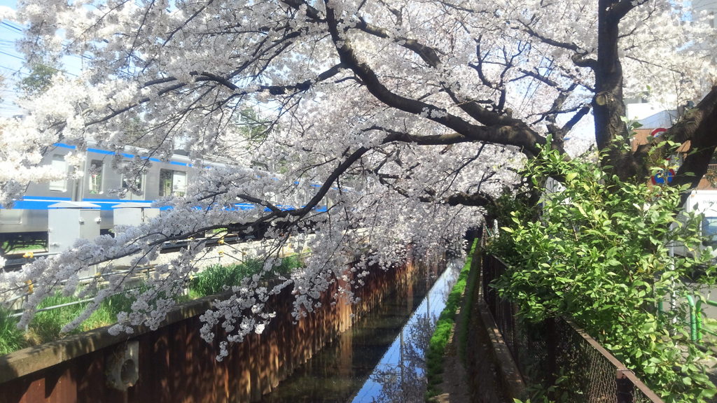 西武線と桜