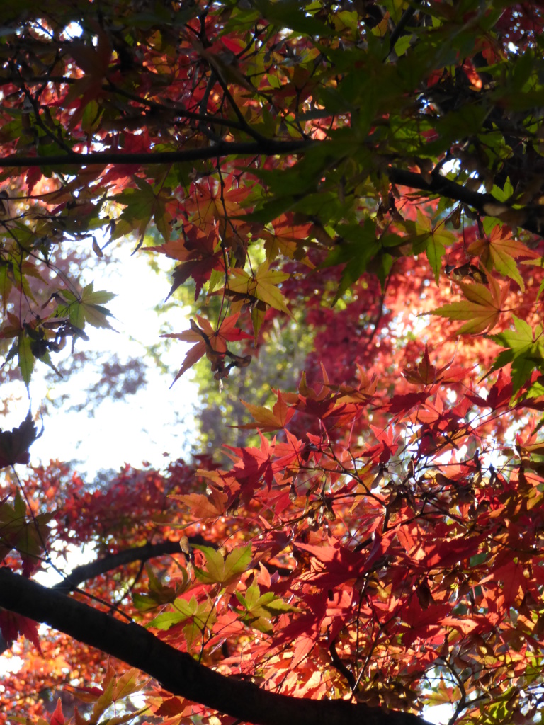 大田黒公園　紅葉2013