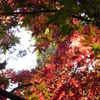 大田黒公園　紅葉2013