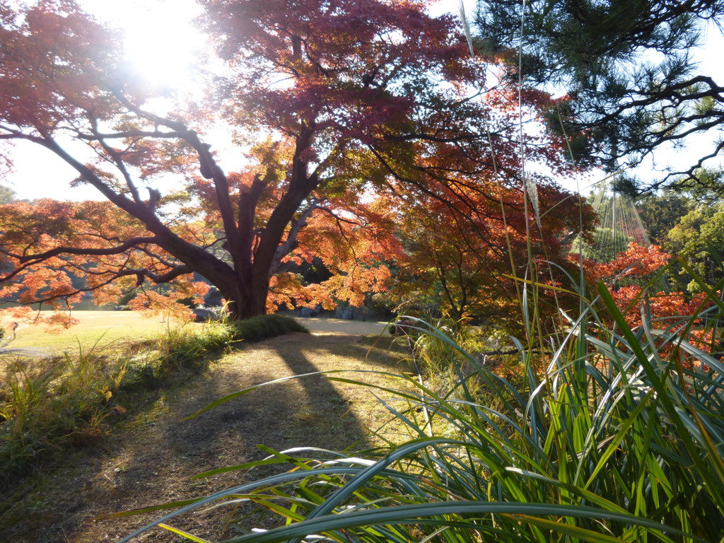 六義園 紅葉2013
