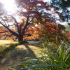 六義園 紅葉2013