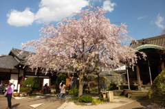 護国山天王寺