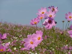 秋桜