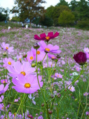 秋桜