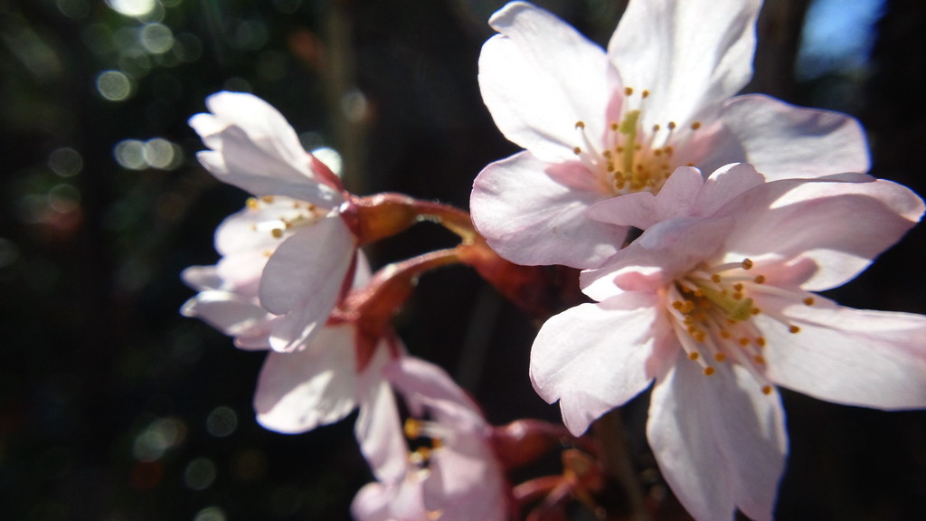 花弁の先が割れているのが桜？