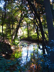 六義園 紅葉2013