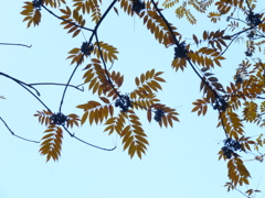 六義園 紅葉2013