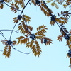 六義園 紅葉2013