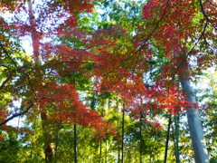 大田黒公園　紅葉2013