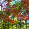 大田黒公園　紅葉2013